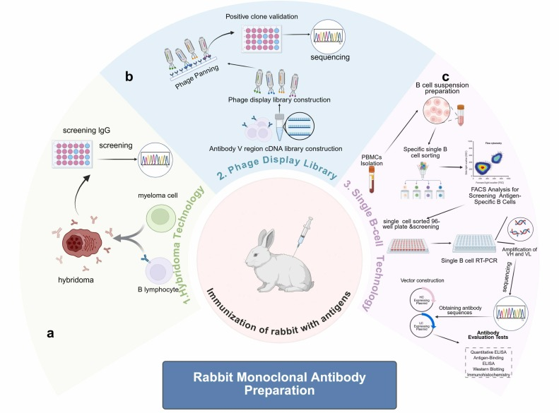 Rabbit monoclonal antibodies: Synergistic innovation and breakthrough based on B-cell development mechanism and single B-cell technology