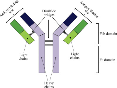 Polyclonal Antibody
