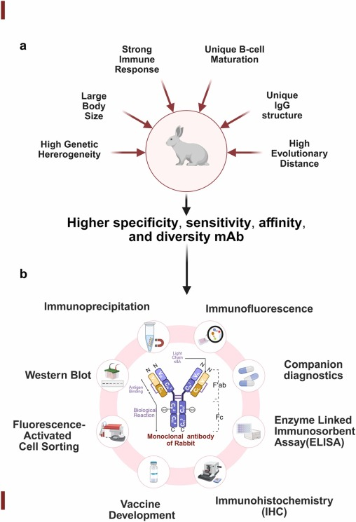 Rabbit monoclonal antibodies: Synergistic innovation and breakthrough based on B-cell development mechanism and single B-cell technology