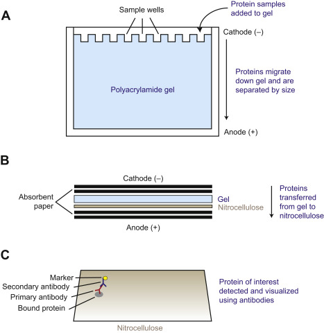 Western Blot