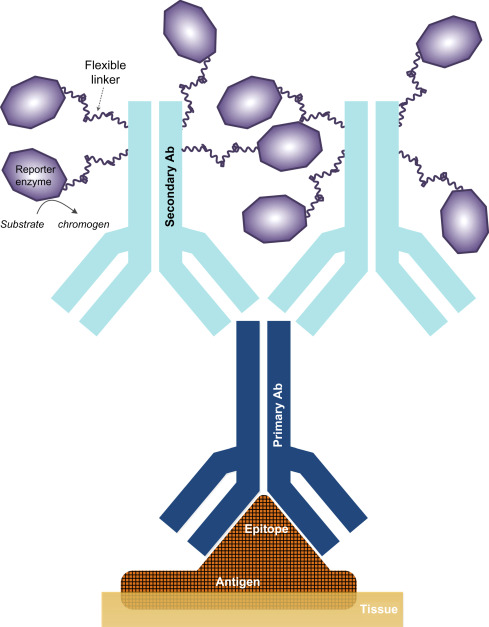 Immunohistochemistry