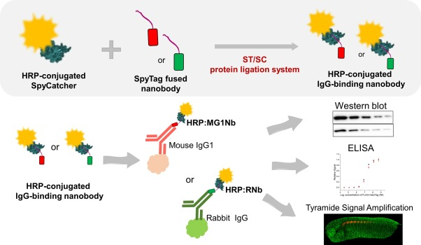 HRP-conjugated plug-and-playable IgG-binding nanobodies as secondary antibody mimics in immunoassays